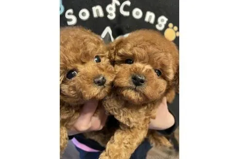 ♀ティーカッププードル