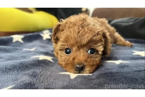 ♀ティーカッププードル