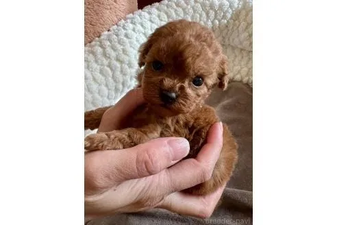 ♀ティーカッププードル