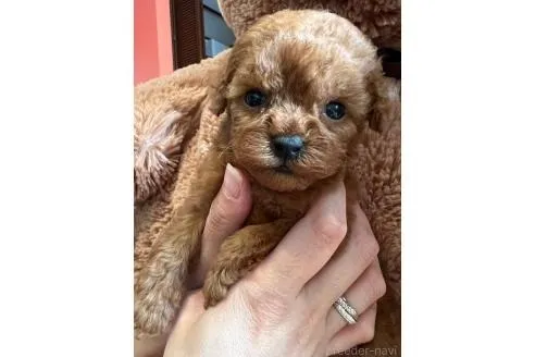 ♂ティーカッププードル