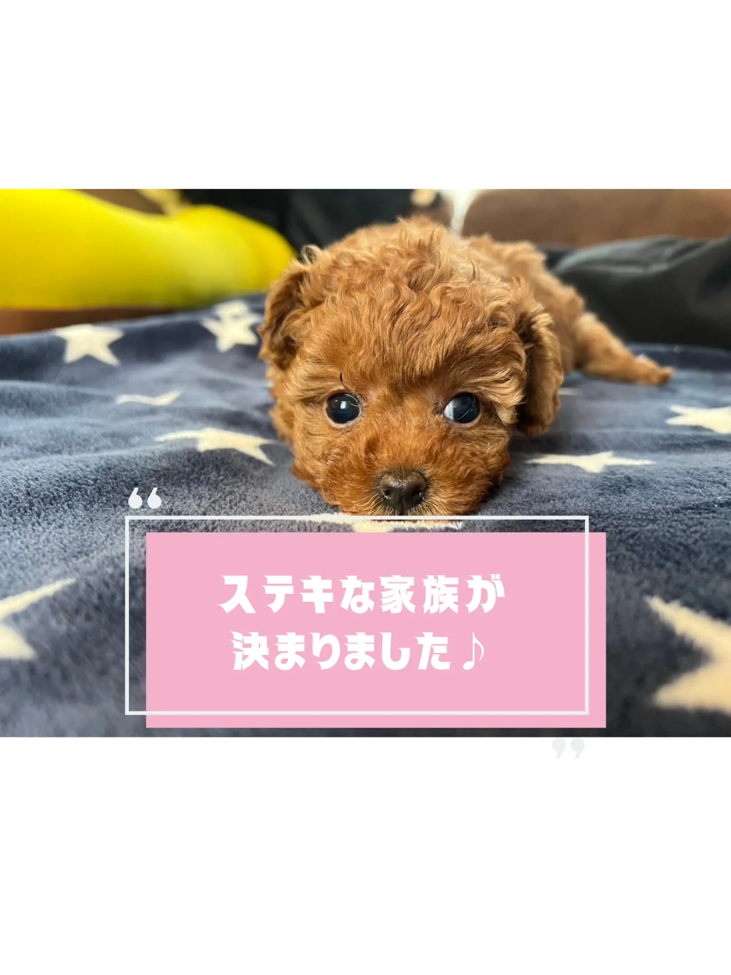 ♂ティーカッププードル