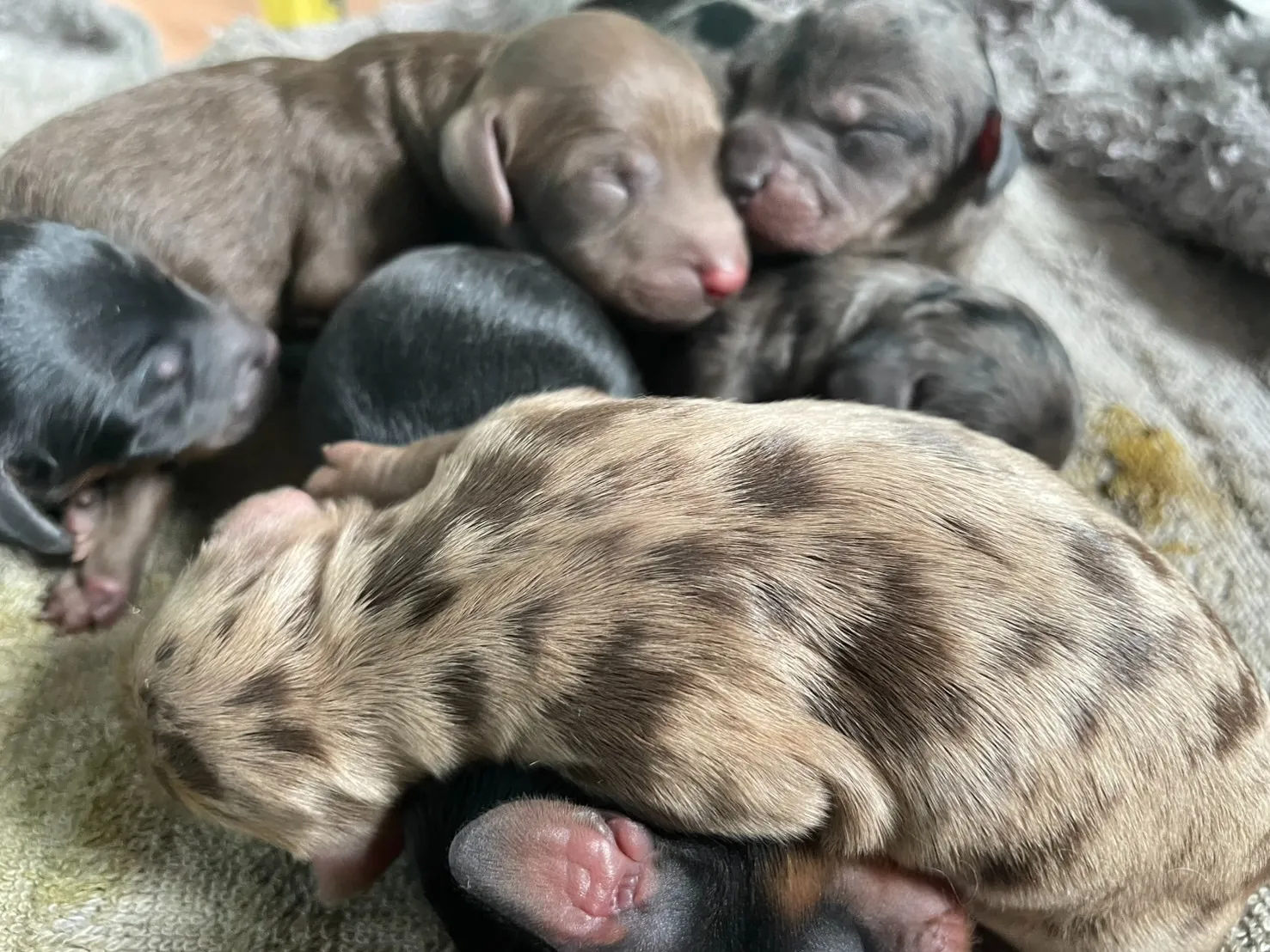 ♀レアカラー・チョコダップル カニヘン✕トイプー