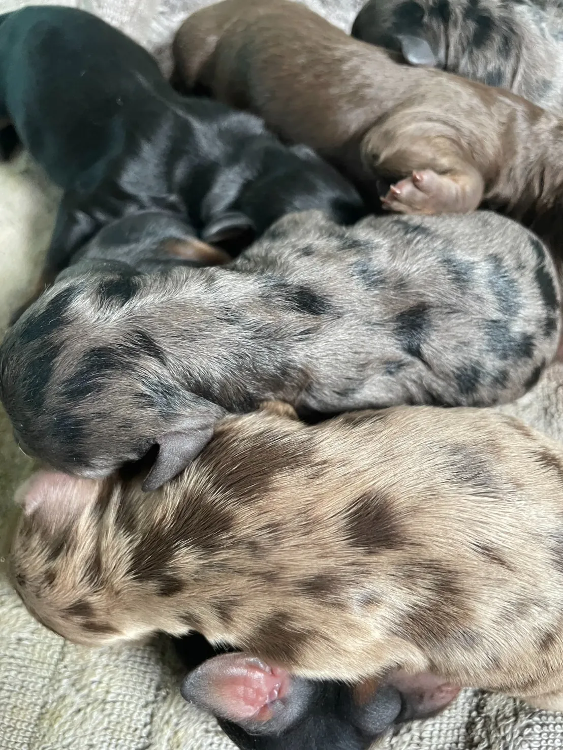 ♀レアカラー・シルバーダップル カニヘン✕トイプー