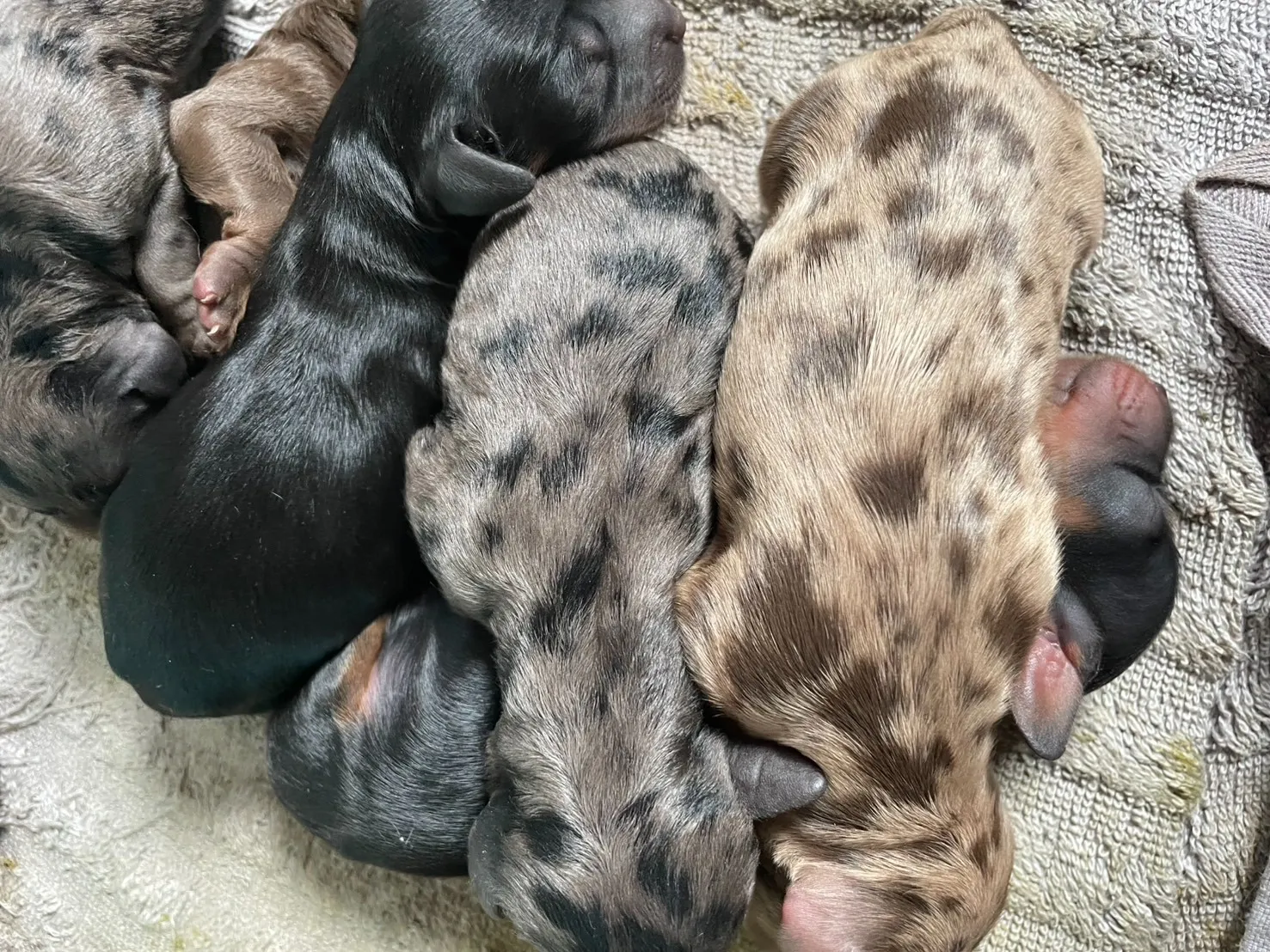 ♀レアカラー・シルバーダップル カニヘン✕トイプー