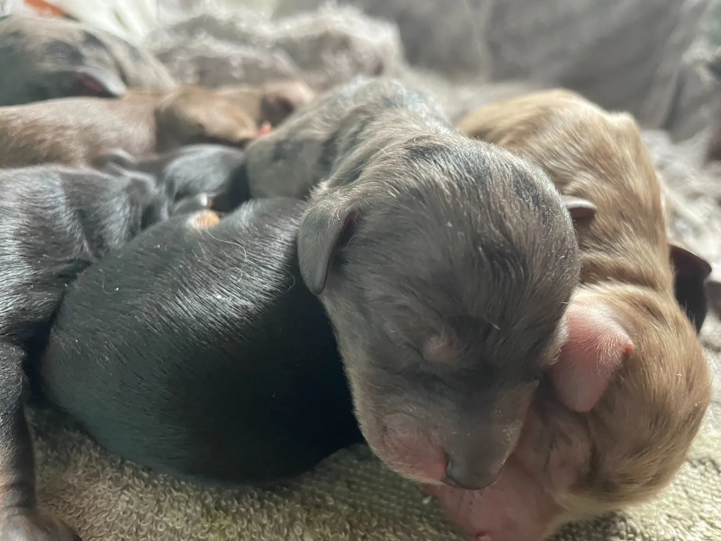 ♂チョコカラー カニヘン✕トイプー