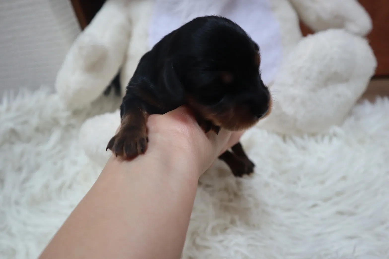 ♂ブラックタン カニヘン✕トイプー