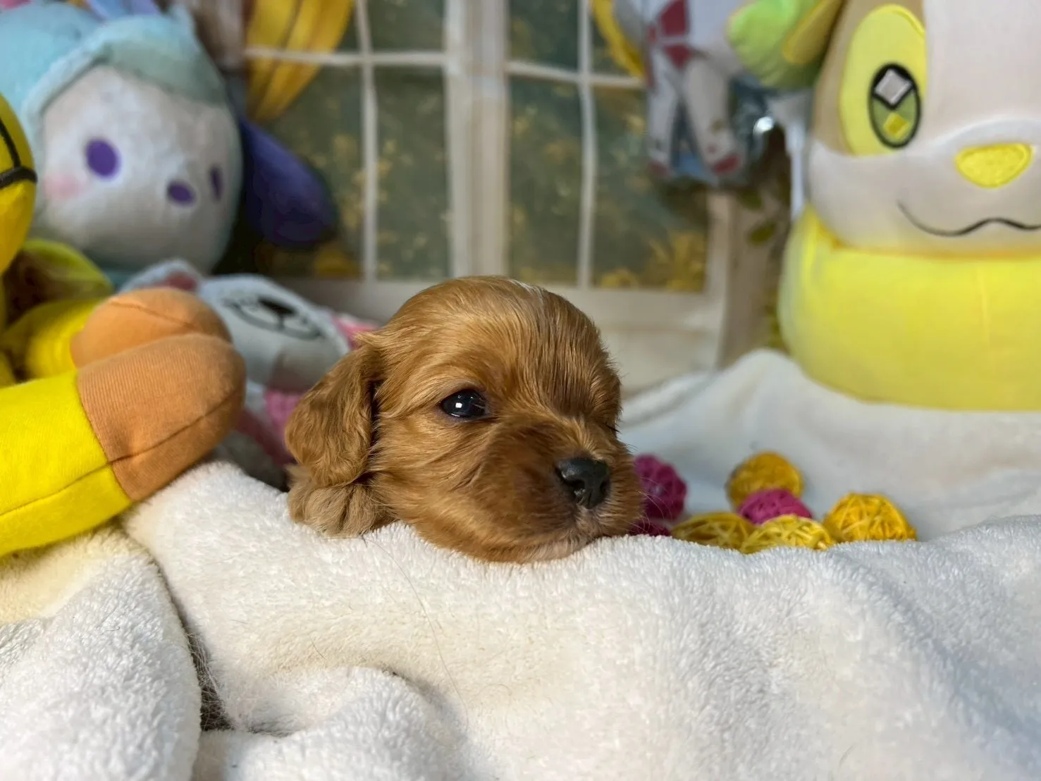 大人気キャバプーちゃん🐾